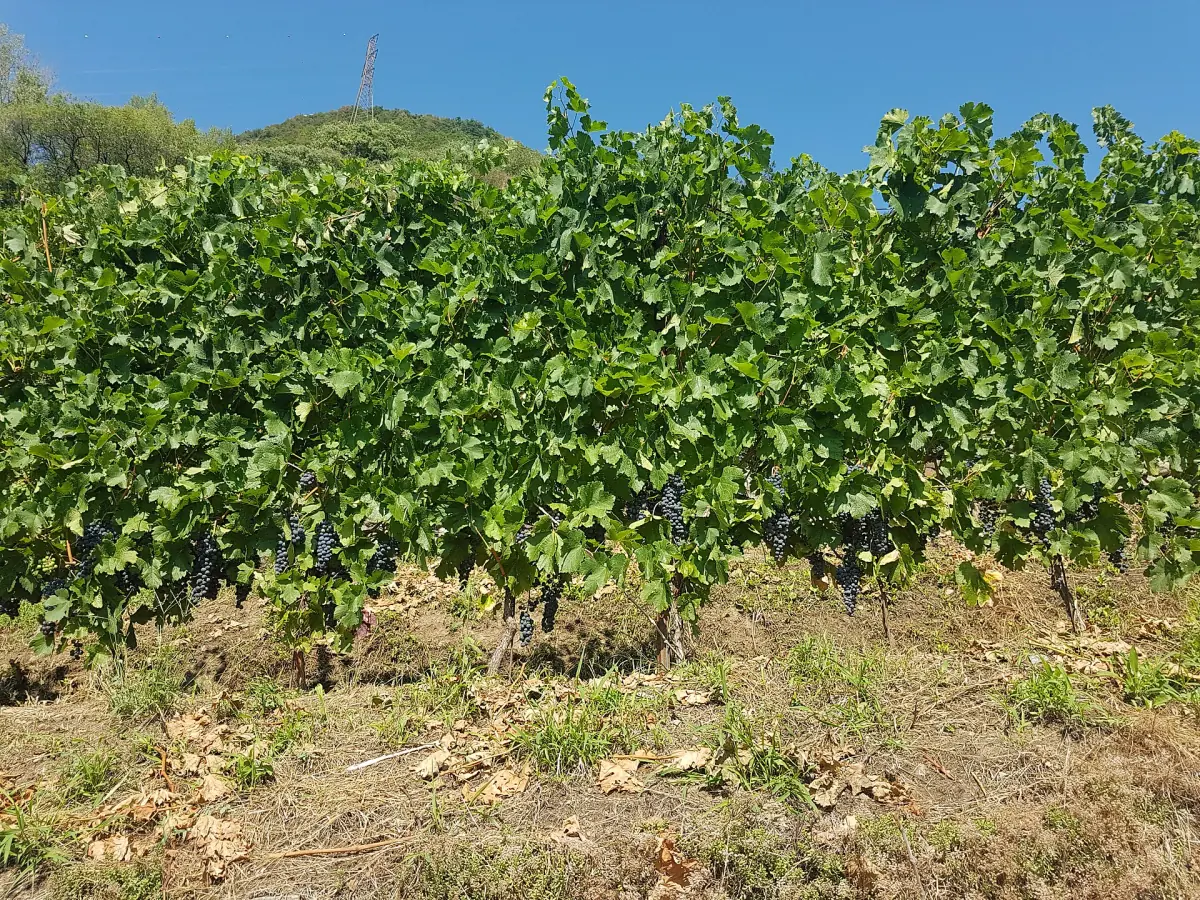 Reben am Steilhang von Santa Perpetua über Tirano