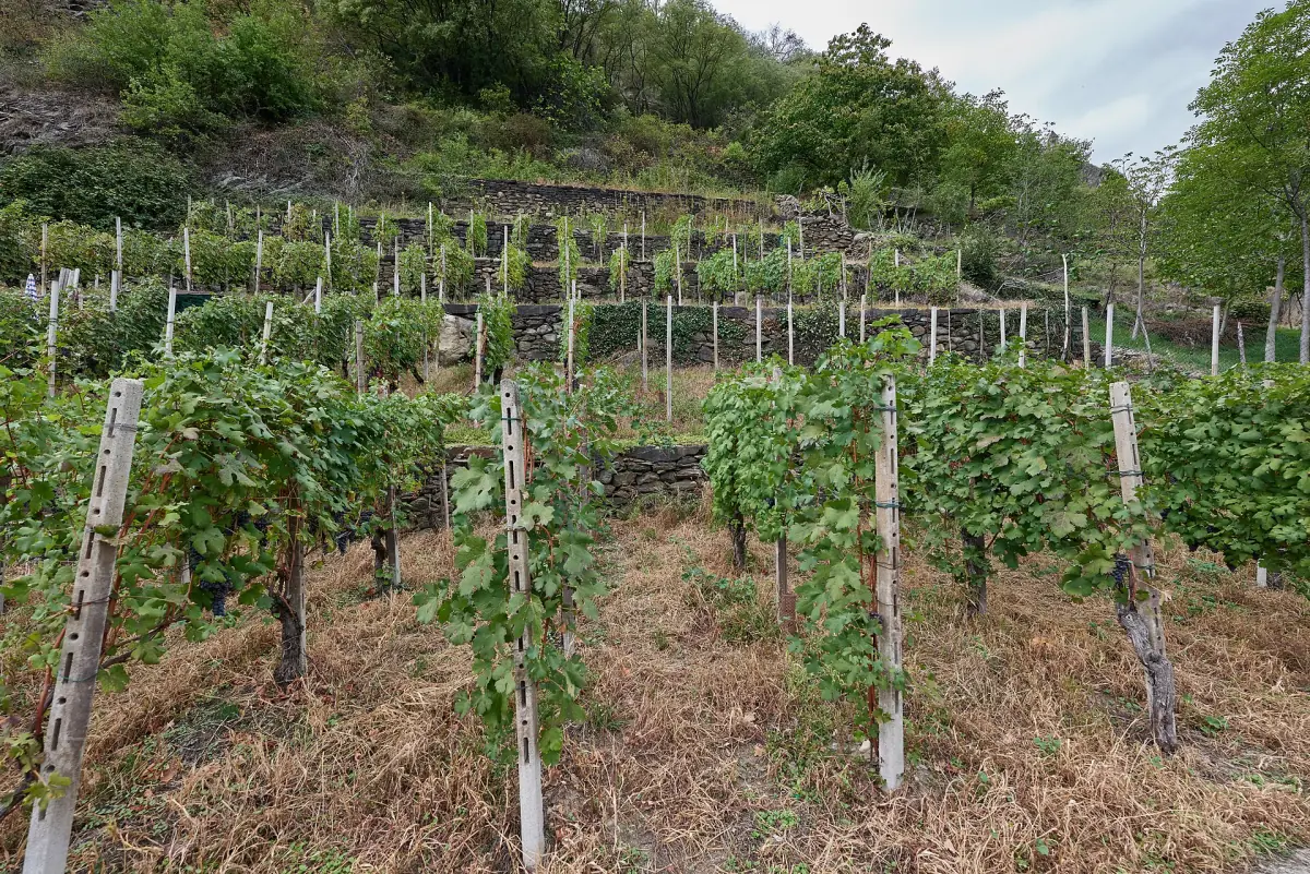 Rebzeilen in einem Weinberg bei Tirano